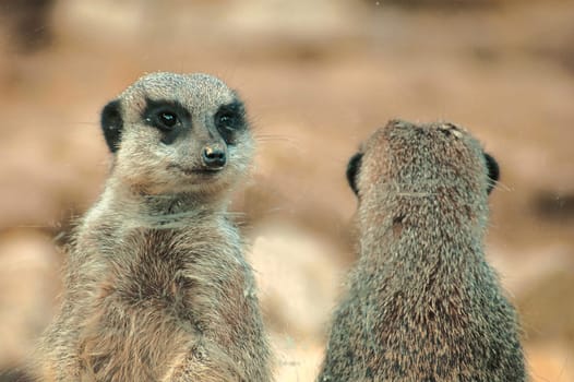Meerkat