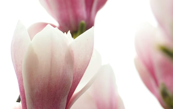 Magnolias
