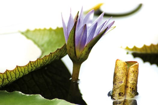 Water lily