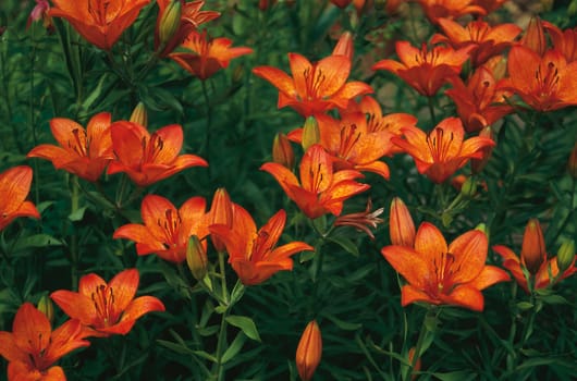Lilies
