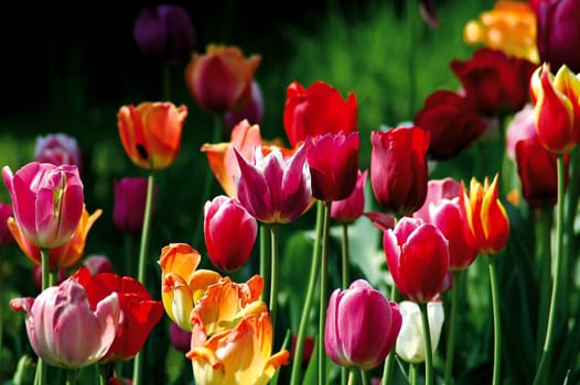 Tulip Field 2