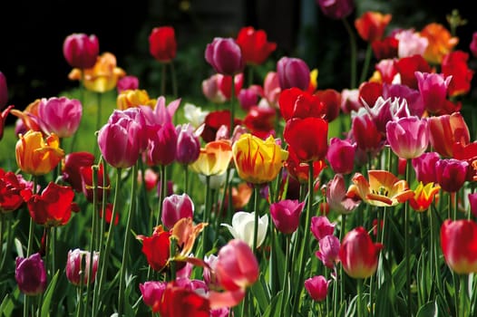Tulip Field 3