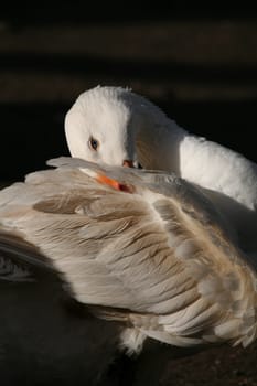 White poultry