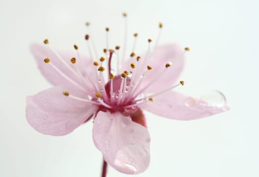 filigree blooming