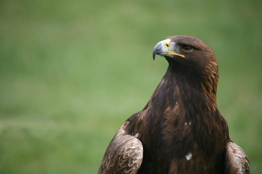Aquila chrysaetos