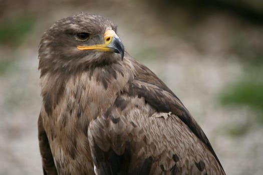 Aquila nipalensis