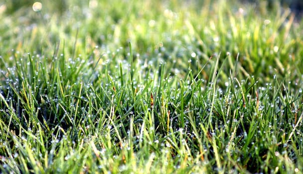 Morning dew