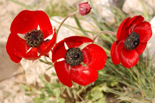 Anemone