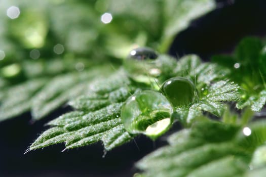 Stinging nettle