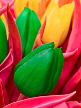 Green tulip