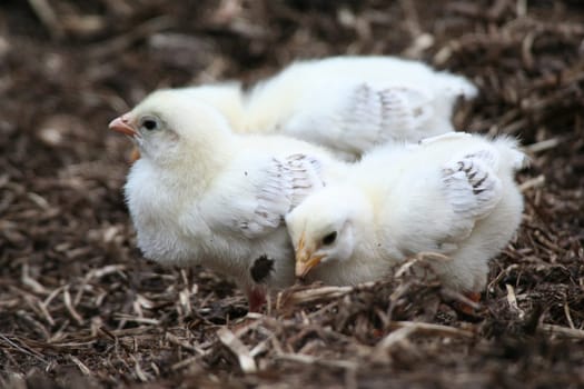 three chicks