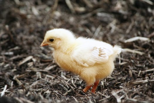 Chick