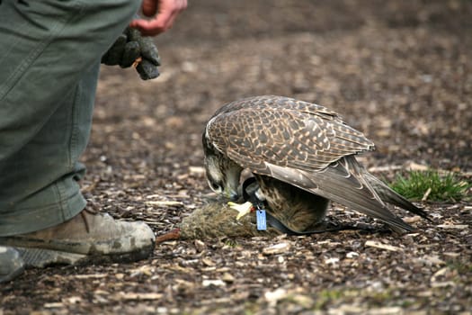 Saker falcon with falconer at a hunting demonstration