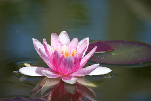 Water lily