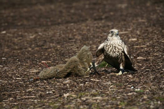 Saker