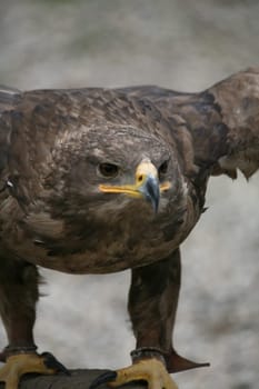 Aquila nipalensis