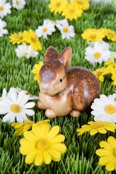 Rabbit on meadow