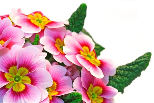 pink primroses