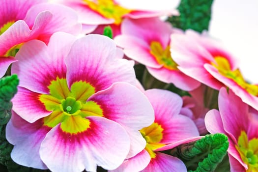 pink