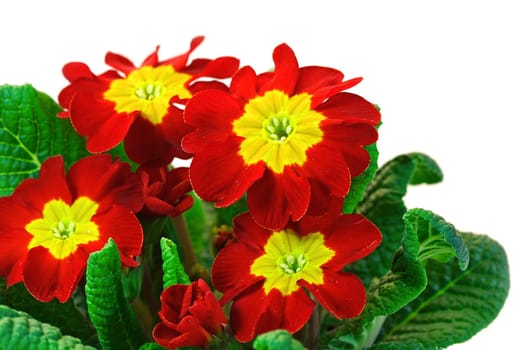 Primroses in a pot