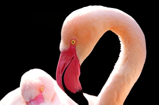 ThinK PinK