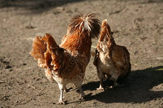 Dwarf Paduans (rooster and hen)