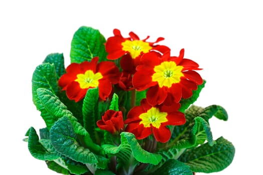 red primroses