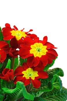 Primroses