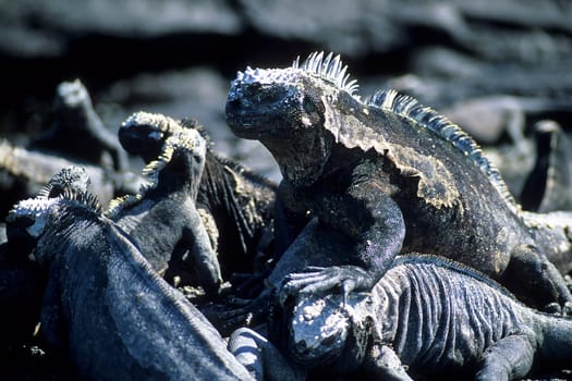 Marine iguanas in the Galápagos Islands. Photographed on the island of Fernandina.