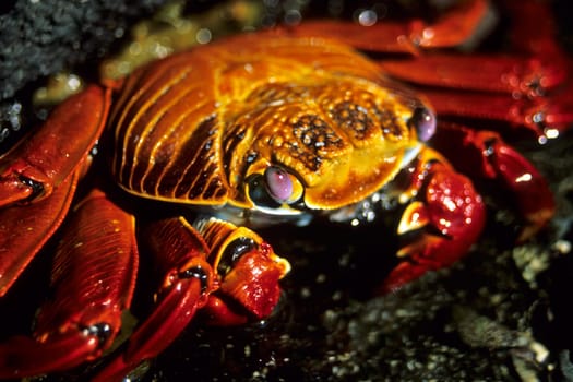 This pretty colorful crab got its name from sailors a long time ago. When they discovered her on the Galápagos Islands,the little crab reminded her of an exotic dancer in the Caribbean,who also dressed so colorfully - a certain