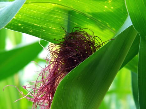 Corn blossom