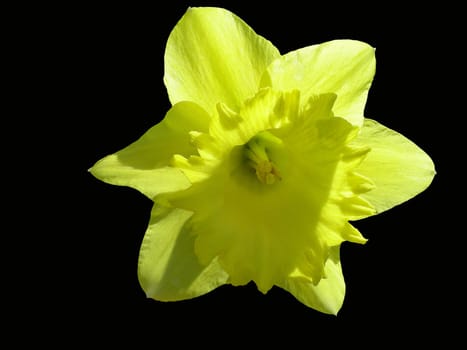Large-crowned daffodil 'St. Patrick's Day' (Amaryllidaceae)