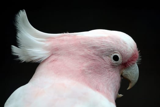 Inca Cockatoo