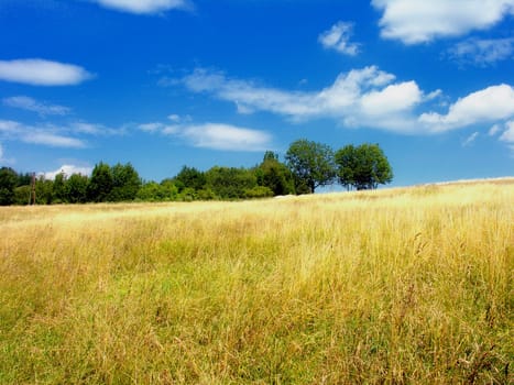 Grain field