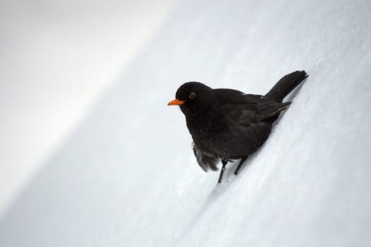 Blackbird 1