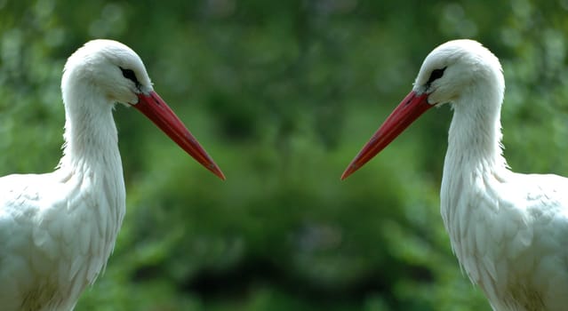 2 storks