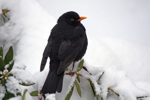 Blackbird 2