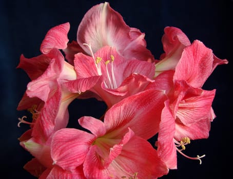 Amaryllis
