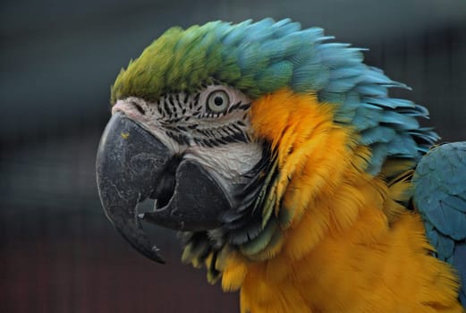 Yellow-breasted macaw