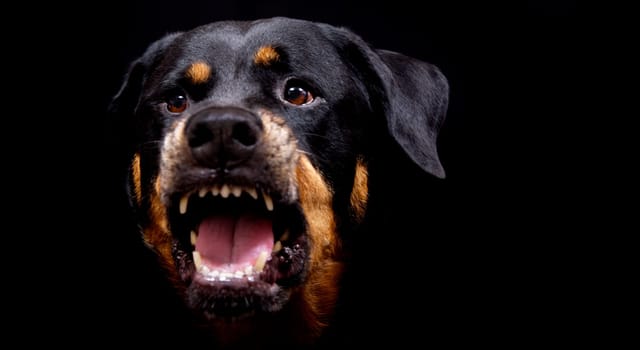 Jule is a janz love,not that someone thinks right away who goes crazy -) She always bares her teeth on my snaps of my fingers (was trained for the purpose of TV series),the mouse is just as much of an actor as I am -) LG Andi