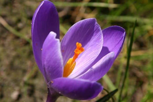 purple