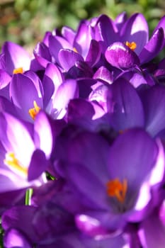 Crocus heap