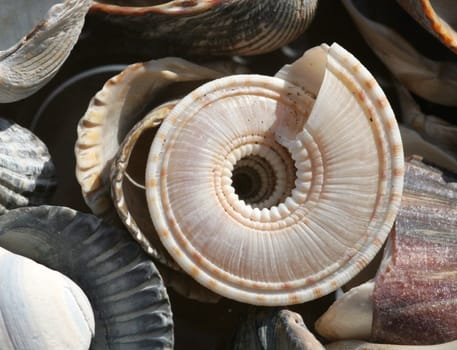 Bivalvia is a genus of molluscs. Features of the class are two lime shells and a largely reduced head. They live worldwide in salt (80%),brackish and fresh water and are usually between 0 and 100 m,rarely up to 1
