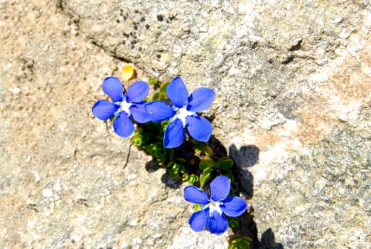 Spring - Gentian,Gentiana verna,Alps