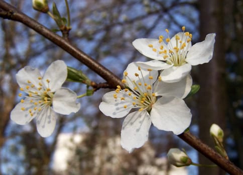This is spring :-)