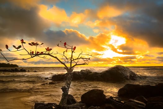 ... My tree in perfect interaction with the setting sun....