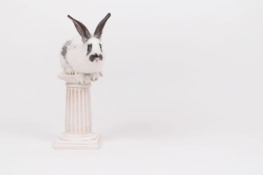Easter Bunny