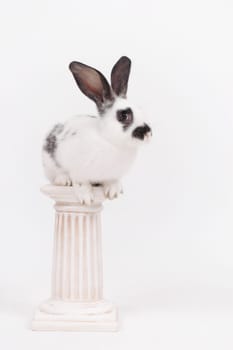 Easter Bunny