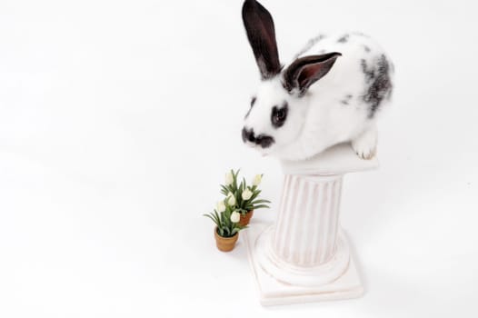 white rabbit