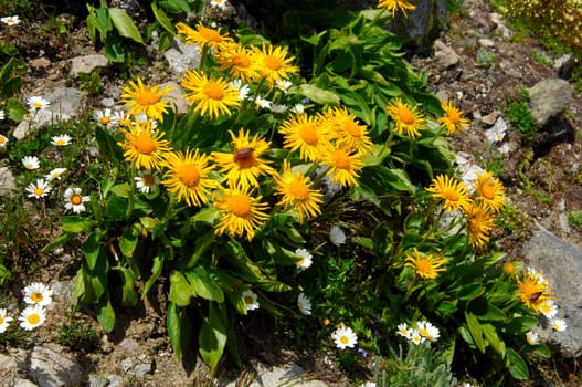 Gemwort